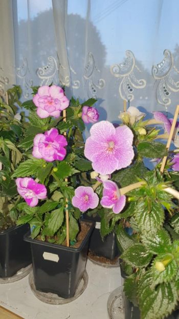 Messenger_creation_A5977F47-192B-404A-A20A-D18BAB46FD2C - Queen of Lance