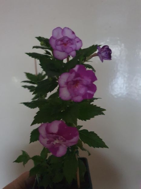 Messenger_creation_88E2EAF3-6097-49CB-AC63-B3022368FC1B - Queen of Lance