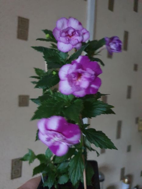 Messenger_creation_65C1DF1A-3126-4349-AAF4-97A0AC2A17CF - Queen of Lance