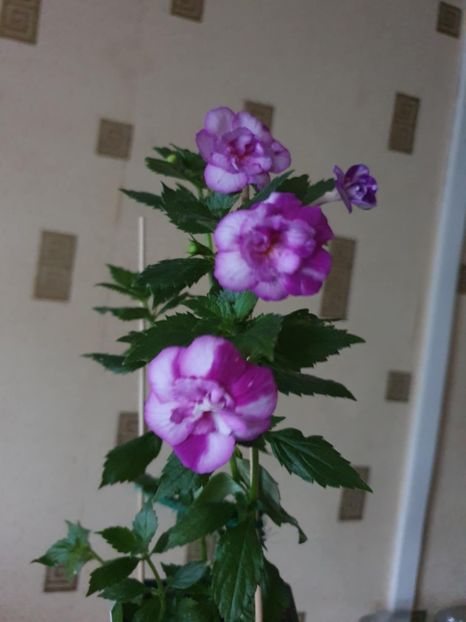 Messenger_creation_75837FBB-677C-4C6B-9BC2-91DA419C3AAC - Queen of Lance