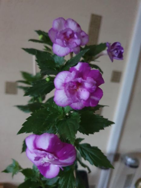 Messenger_creation_DA1709DE-6BDF-4A7A-9B19-A4424960C65C - Queen of Lance