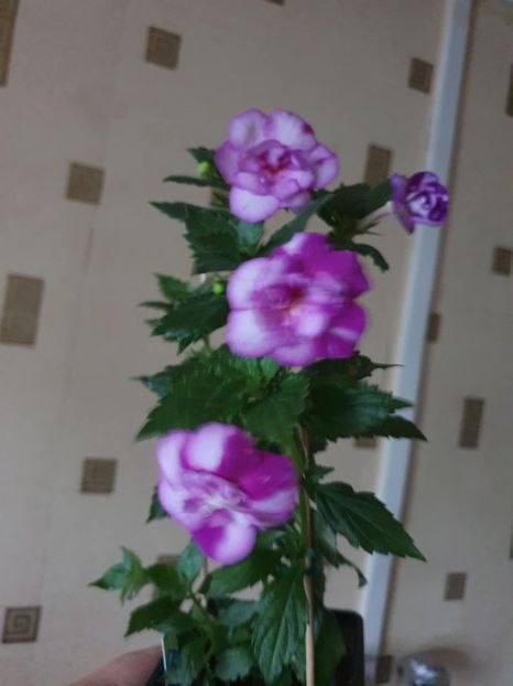 Messenger_creation_C5145806-B159-4ADF-AC74-73953F488BF3 - Queen of Lance