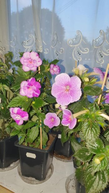 Messenger_creation_ADEDA0B1-9C7B-4507-B9E7-D5D9238DF2D8 - Queen of Lance