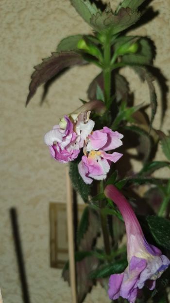 Messenger_creation_CFD0048A-81D8-440C-B5CD-85D594F35B26 - BriD s Wanda