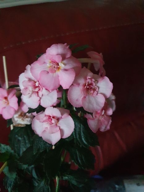 Messenger_creation_2682CBEB-E923-4343-A347-C731422ECD1B - BriD s Erich Meyer