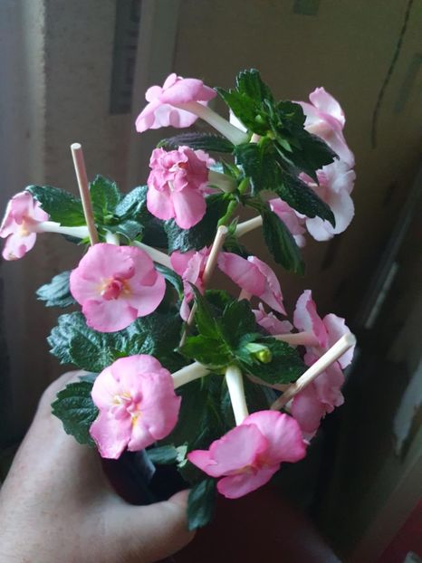 Messenger_creation_EED61540-0257-40FB-BB10-0B57086975A3 - BriD s Erich Meyer