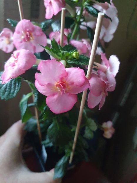 Messenger_creation_73975729-7D30-46E1-8F4E-CC827D16FA85 - BriD s Erich Meyer