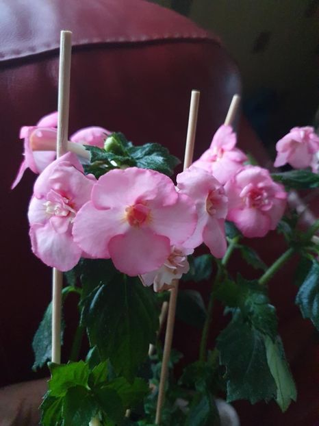 Messenger_creation_31EA871F-E41C-43CC-B03A-B9B62B766EBB - BriD s Erich Meyer