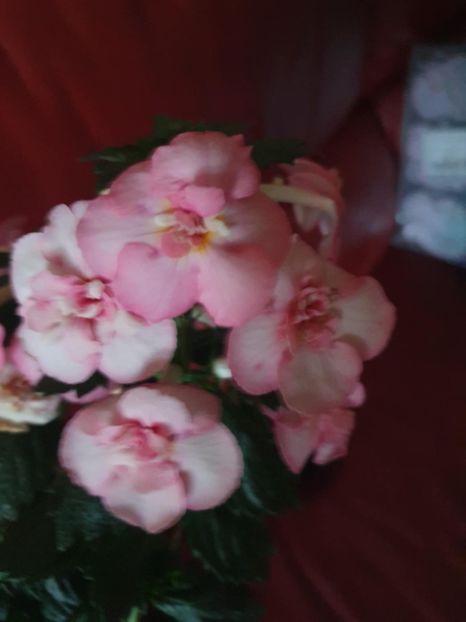 Messenger_creation_21149C64-3376-4249-B7AC-B4E97E079758 - BriD s Erich Meyer