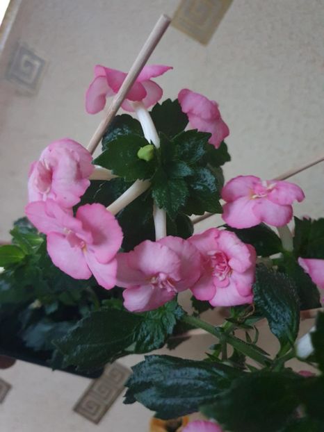 Messenger_creation_8ABAD90F-8233-42E9-93C6-704B3F8C26B8 - BriD s Erich Meyer