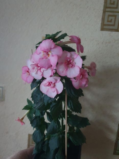 Messenger_creation_045A1D4E-CE7E-41E6-BD1E-4E811EAC8F1E - BriD s Erich Meyer