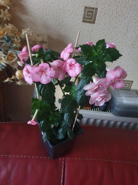 Messenger_creation_75D39DA9-8A40-488E-9390-7D2E86FEE27E - BriD s Erich Meyer