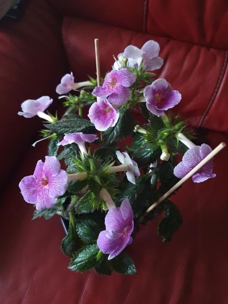 Messenger_creation_D293A41B-7CCB-410A-92D0-8B0D28F2FFC1 - Charles Martel