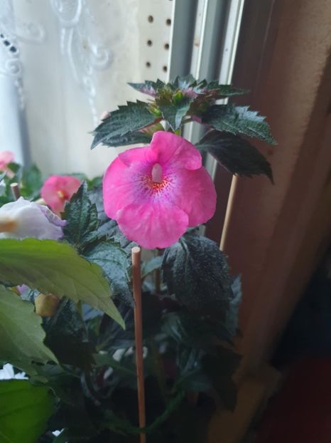 Messenger_creation_2D348095-2761-4C31-B024-BB3C6AB3A0DE - Pice of Dream