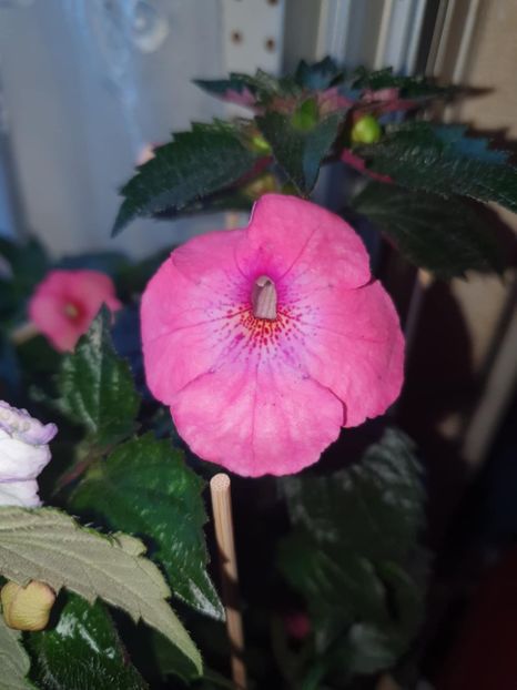 Messenger_creation_51B87886-573D-48EC-9BBD-8F2F0071298B - Pice of Dream