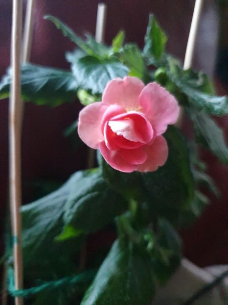 Messenger_creation_B32159E0-8E76-4861-AF97-5C6BB8CC0433 - RF_s Pink Swan