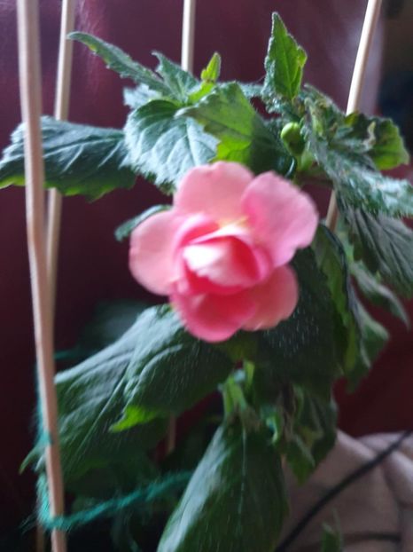 Messenger_creation_C347B8B1-C57E-4D5E-9F97-9807B6C8DA04 - RF_s Pink Swan