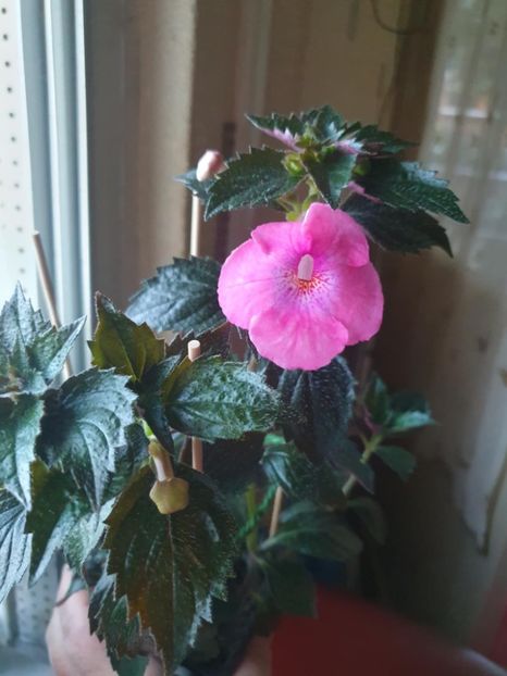 Messenger_creation_177310E6-7B0E-4A32-AF50-40CDCAE96C3A - Pice of Dream