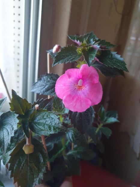 Messenger_creation_B578A9BF-7679-438E-8812-DB2AFFEEE241 - Pice of Dream