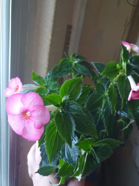 Messenger_creation_3D0AB439-7DF2-44BD-BB25-5553EADC53E2 - Christmas Lollipoop