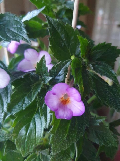 Messenger_creation_09D92E64-16AF-49B0-822F-C4140B79BC97 - Daisy Boo