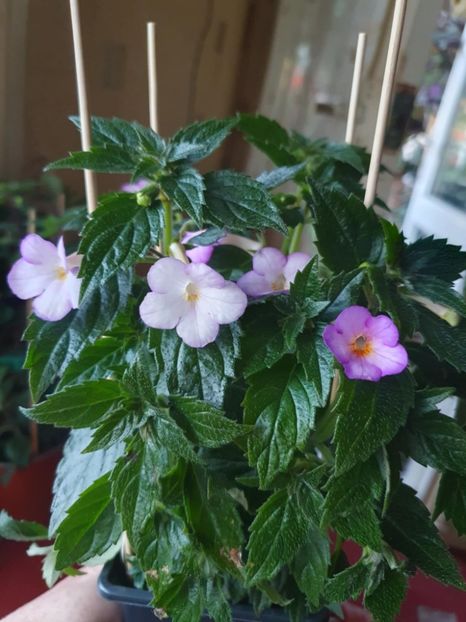 Messenger_creation_8057041D-EAAA-4FE8-A160-81F948CA82A6 - Daisy Boo