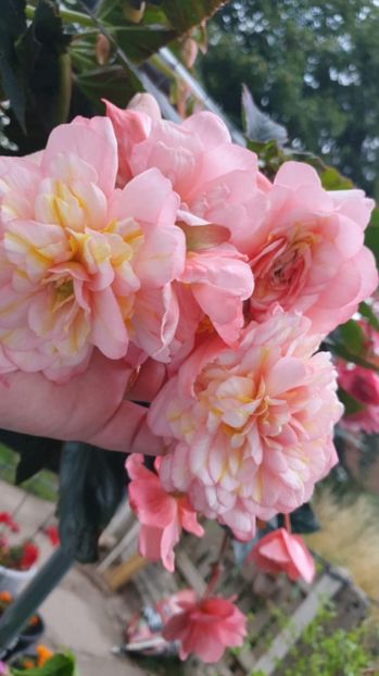 Messenger_creation_4818ED38-55EC-4BDE-BF6F-23209BE6E1AA - - Begonii 2025