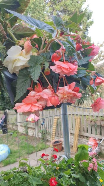 Messenger_creation_27F72F64-90C7-47D7-A4AF-07305C6DAB50 - - Begonii 2025