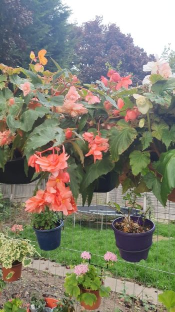 Messenger_creation_9D7632DB-D491-444F-B5DF-74C65283FB8B - - Begonii 2025