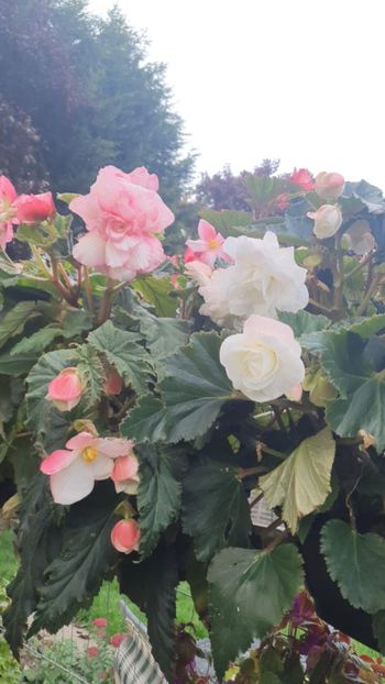 Messenger_creation_E64532E4-2C8C-44A6-8F98-BC4119EDC898 - - Begonii 2025