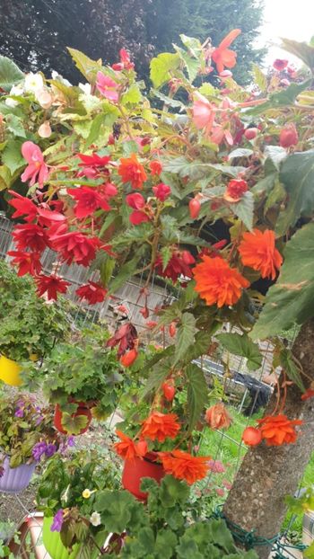 Messenger_creation_801EA50C-EB4D-4B8E-837E-E1F1B6F06267 - - Begonii 2025