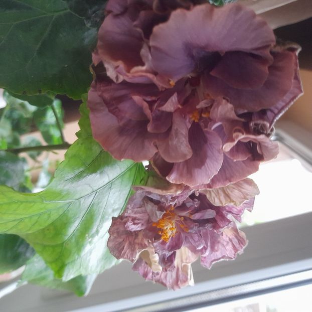 07.10.2025 - HIBISCUSI 2025-5