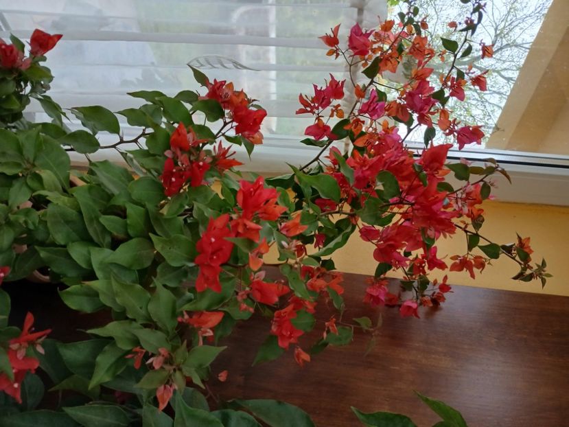  - Bougainvillea