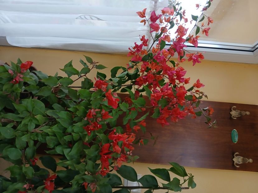  - Bougainvillea