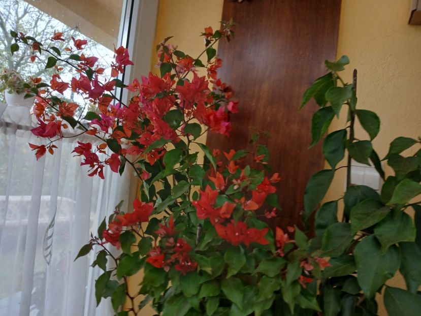  - Bougainvillea