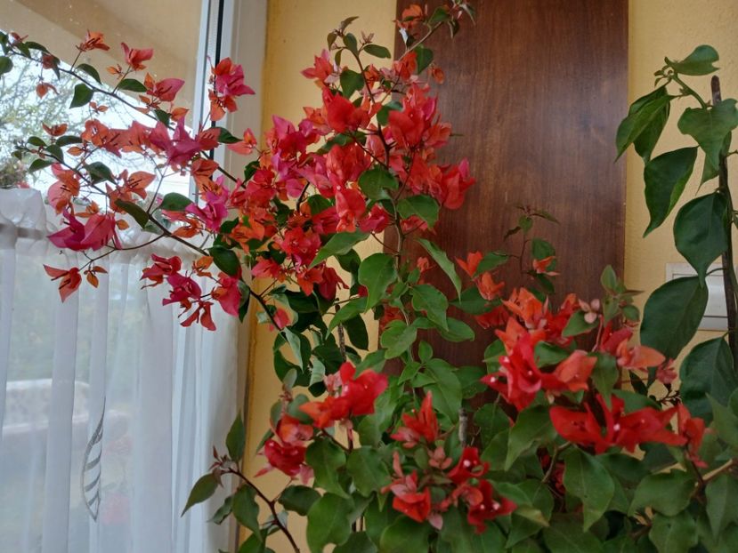  - Bougainvillea