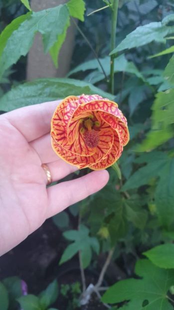 Messenger_creation_B30007E0-34EB-4B37-836B-59549BBC0E99 - - Abutilon Red Tiger
