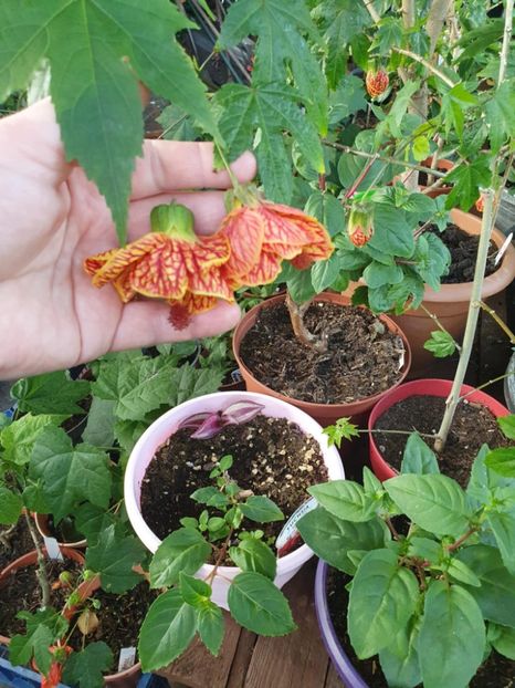 Messenger_creation_310C5DDA-A057-42D6-8367-02C5BC7AE742 - - Abutilon Red Tiger