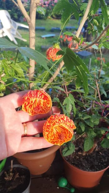 Messenger_creation_6DA08E12-8D3D-4EE6-856A-087F4173AB9A - - Abutilon Red Tiger