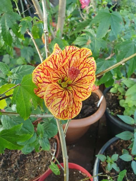 Messenger_creation_E1A487C0-1912-4BA7-AC8A-2B4E4092F18C - - Abutilon Red Tiger