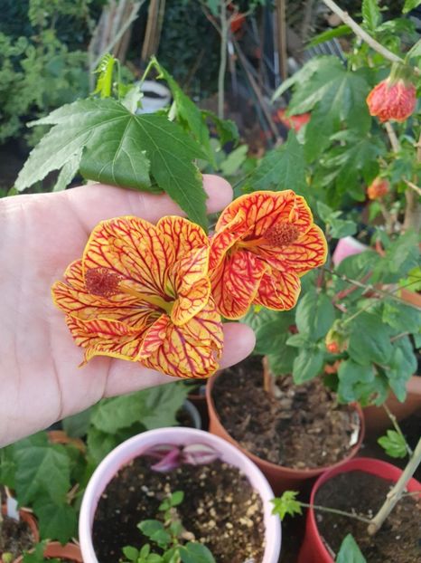 Messenger_creation_01DE0E5C-650B-43C4-95E6-EB742D5C6494 - - Abutilon Red Tiger