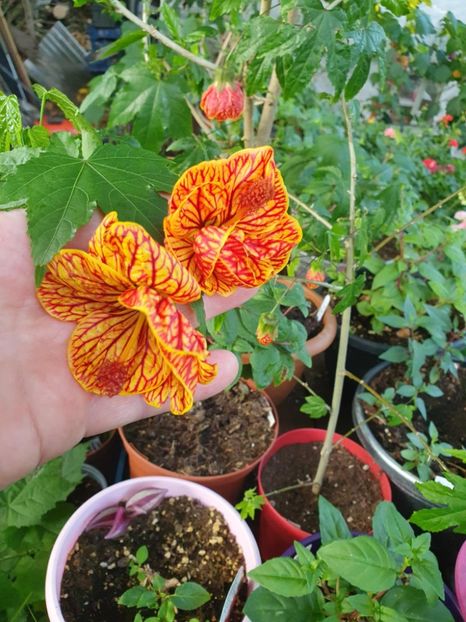 Messenger_creation_3BD4F31D-7CF4-481D-A7B1-0C2251B90D33 - - Abutilon Red Tiger