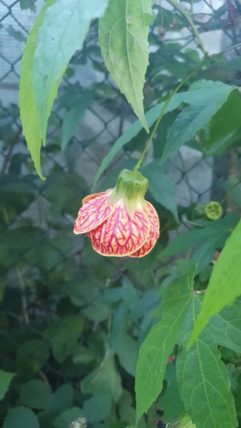 Messenger_creation_5A135DCD-E4A9-4512-91F9-E720536EB5D8 - - Abutilon Red Tiger