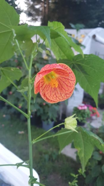 Messenger_creation_96AB2043-A94B-48DD-97A4-1ADEA2F9EE96 - - Abutilon Red Tiger