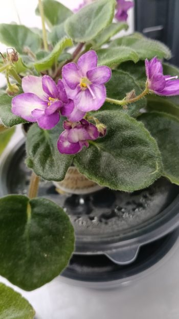  - LE-MINDALINOE PIRAJNOE