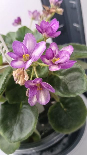  - LE-MINDALINOE PIRAJNOE