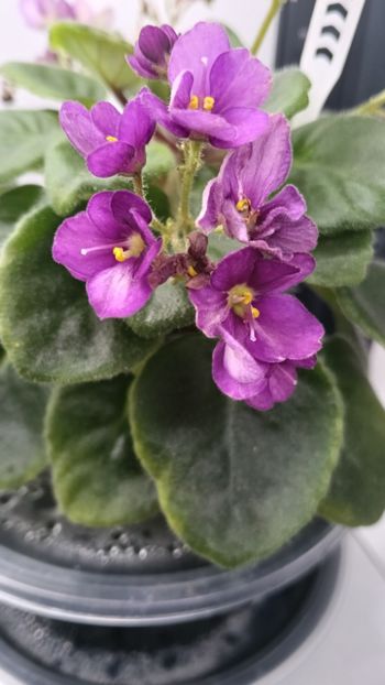  - LE-MINDALINOE PIRAJNOE