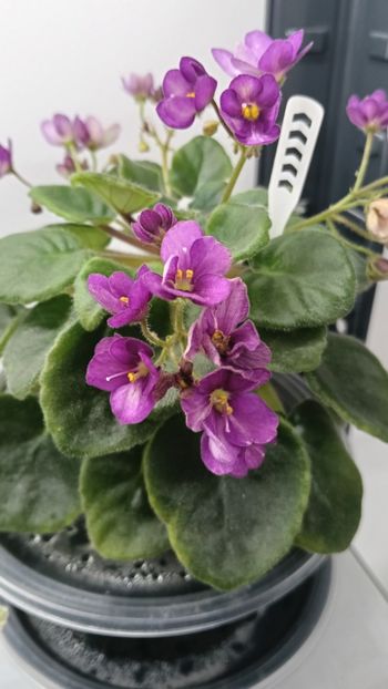  - LE-MINDALINOE PIRAJNOE