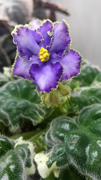  - LE GRAFF CALIOSTRO