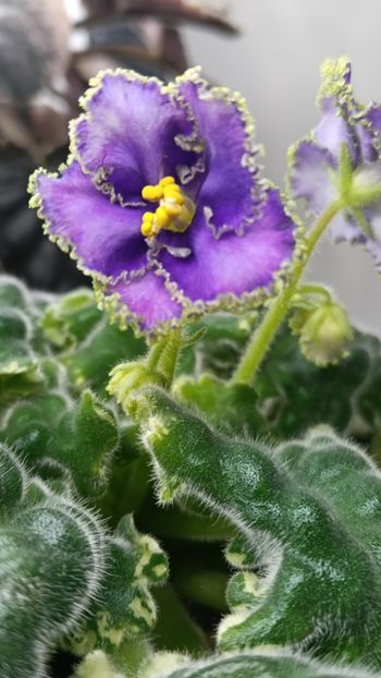  - LE GRAFF CALIOSTRO